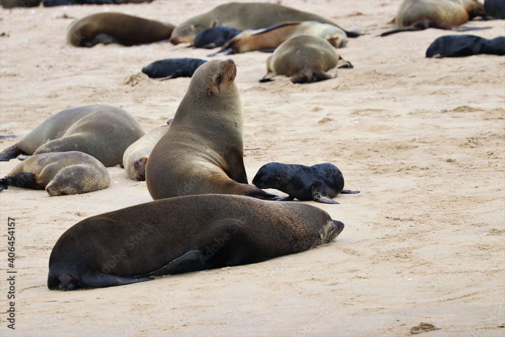 Fototapeta premium Seals Colony - Walvis Bay, Namibia, Africa