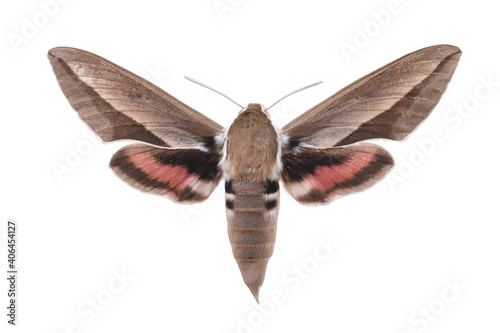 Bedstraw hawk-moth (Hyles gallii) isolated on white photo