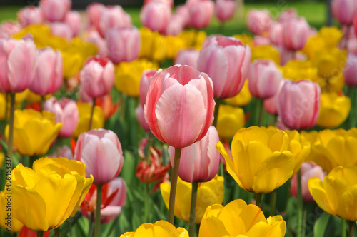 Closeup of pink and yellow tulips