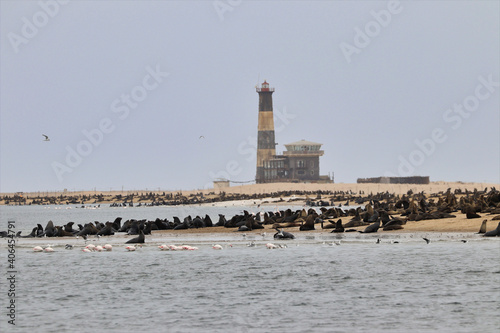 Seals Colony - Walvis Bay, Namibia, Africa © Christian