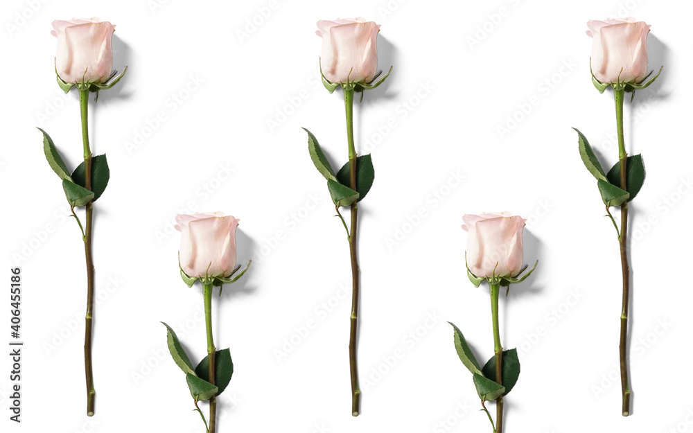 sfondo digitale di rose boccioli rosa  - obrazy, fototapety, plakaty 
