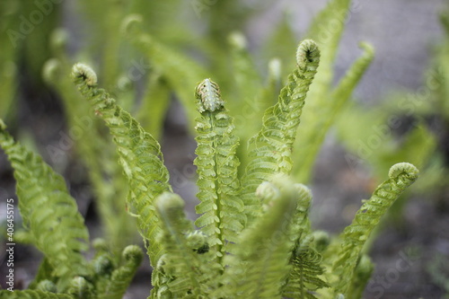 fern flower in the garden