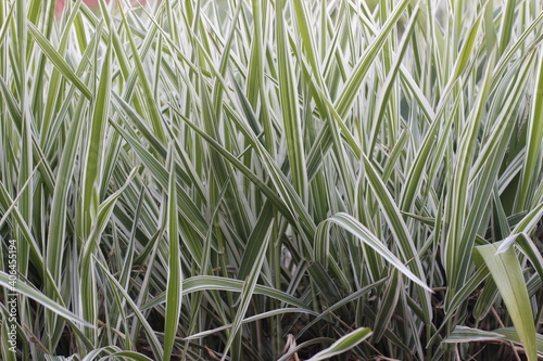 Ribbon grass - Phalaris arundinacea "Picta"