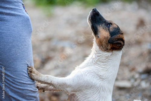 Jack Russell Terrier with paws on owner's leg looking at owner. Bond, trust concept