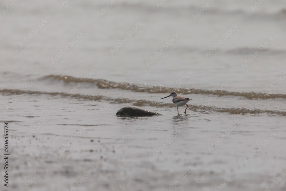 Terek sandpiper (Xenus cinereus) is foraging at Frazergunj, West Bengal, India