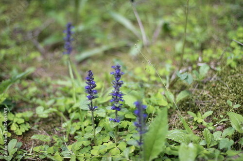 blue flowers in the forest