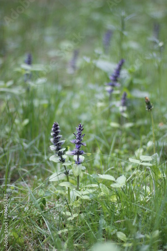 blue flowers in the forest