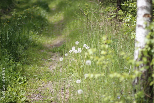 grass in the morning