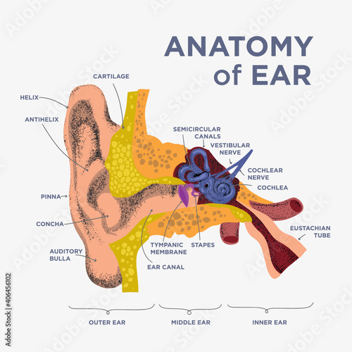 anatomical structure the human ear. Anatomy of human ear in doodle and drawn style. Cochlea and ear components