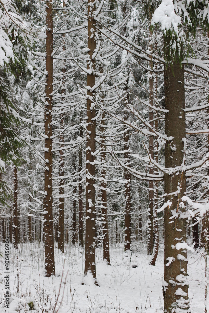 Fototapeta premium snowy forest