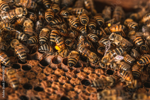 colmena de abejas con polen 