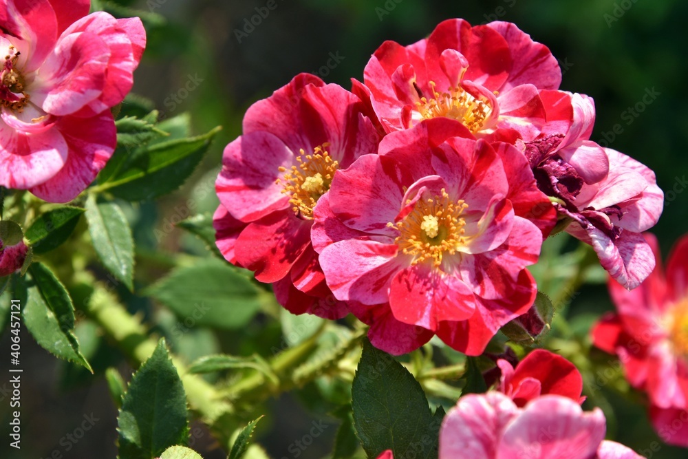 Amazing wild red and pink roses with selective focus in nature. Beautiful wild rose bush with tender petals and blurred green leaves. Medical plants Amazing wild red and pink roses with selective focus in nature. Beautiful wild rose bush with tender petals and blurred green leaves. Medical plants