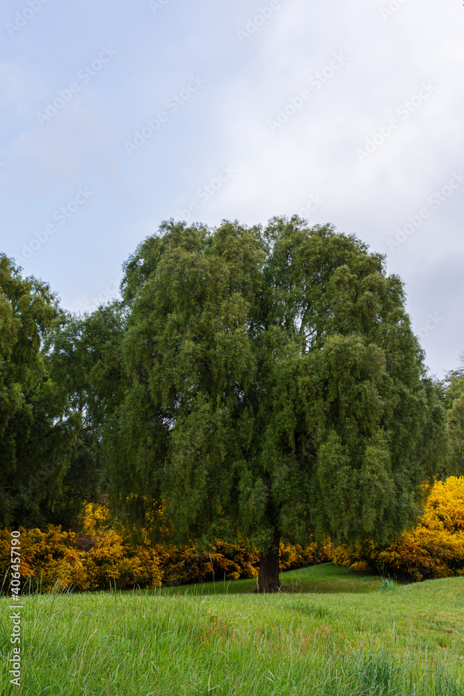 Portrait view of Maytenus boaria tree against bloomed colorful yellow bushes during spring time in Los Alerces National Park, Patagonia, Argentina