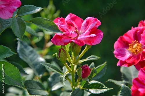 Amazing wild red and pink roses with selective focus in nature. Beautiful wild rose bush with tender petals and blurred green leaves. Medical plants