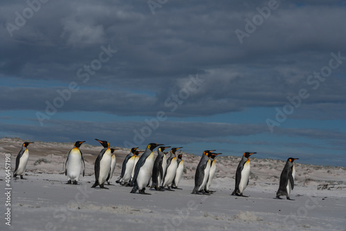 The king penguin (Aptenodytes patagonicus)