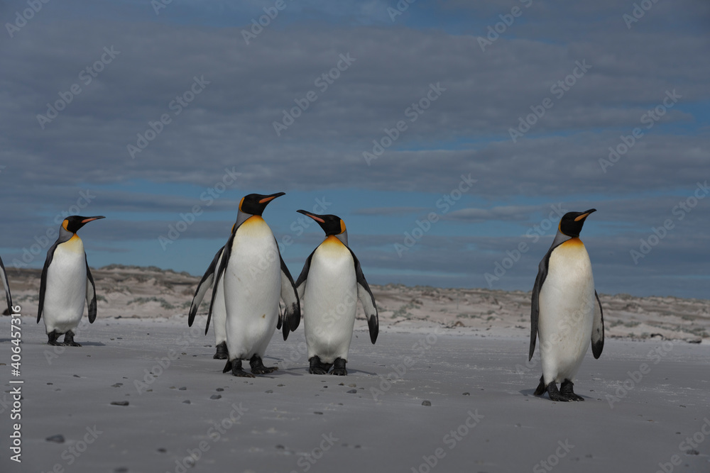 Fototapeta premium The king penguin (Aptenodytes patagonicus)