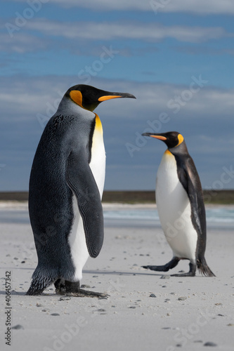 The king penguin  Aptenodytes patagonicus 