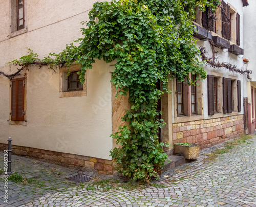 vine at a house facade