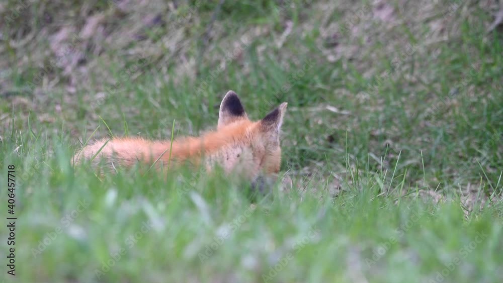 Red fox kits at their den in the Canadian wilderness Red fox kits at their den in the Canadian wilderness