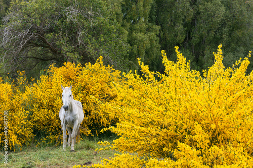 White horse in the field surrounded by yellow bloomed Retamas during spring season in Esquel, Patagonia, Argentina photo