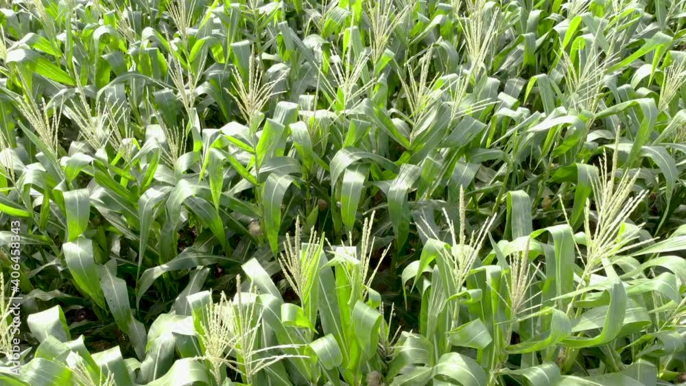 Corn field, aerial over the rows of corn stalks. Agriculture theme Corn field, aerial over the rows of corn stalks. Agriculture theme