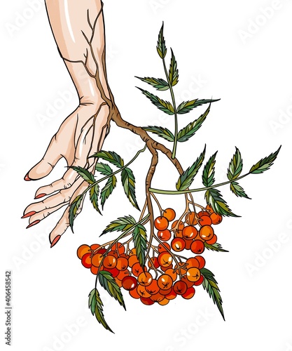 kimt rowan grows out of hand.  girl's hand holds rowan.  a twig with an orange berry.  rowan with hand on isolated background photo