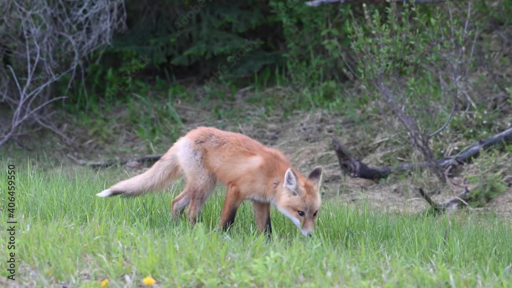 Red fox kits at their den in the Canadian wilderness Red fox kits at their den in the Canadian wilderness