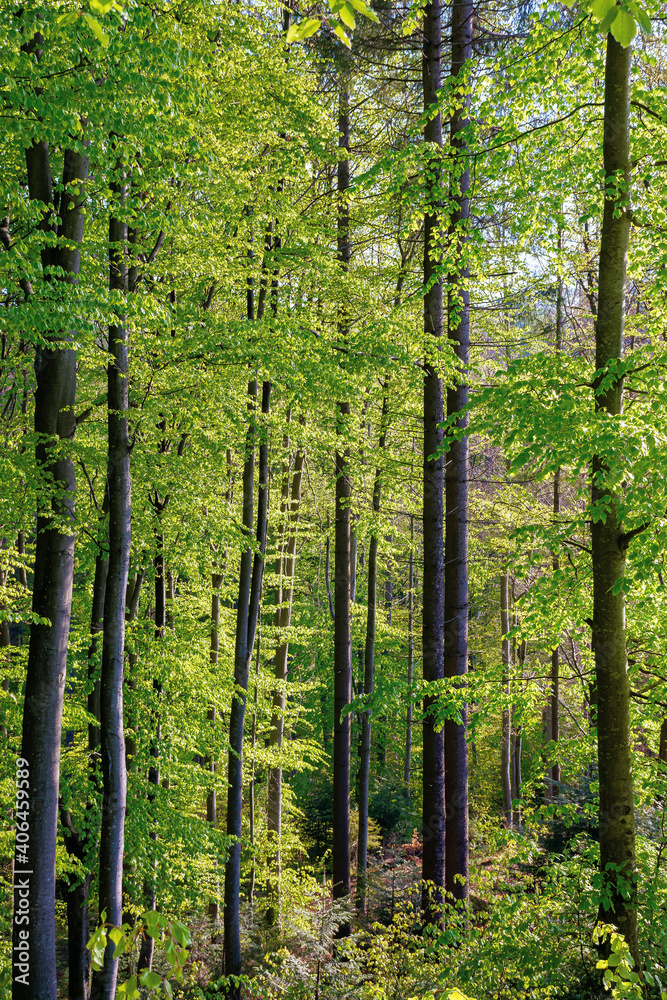beech trees with fresh green foliage in sunlight. beautiful nature forest scenery in spring beech trees with fresh green foliage in sunlight. beautiful nature forest scenery in spring
