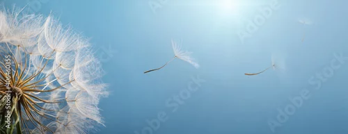 Panel kuchenny z motywem Dandelion and flying dandelion seeds on a background of blue sky and sun. Spring and summer wide background.