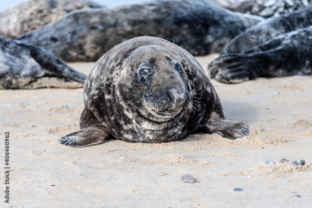 Obraz premium seal on the beach