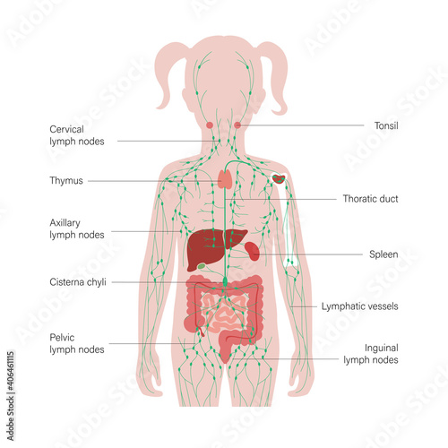 Lymphatic system concept photo