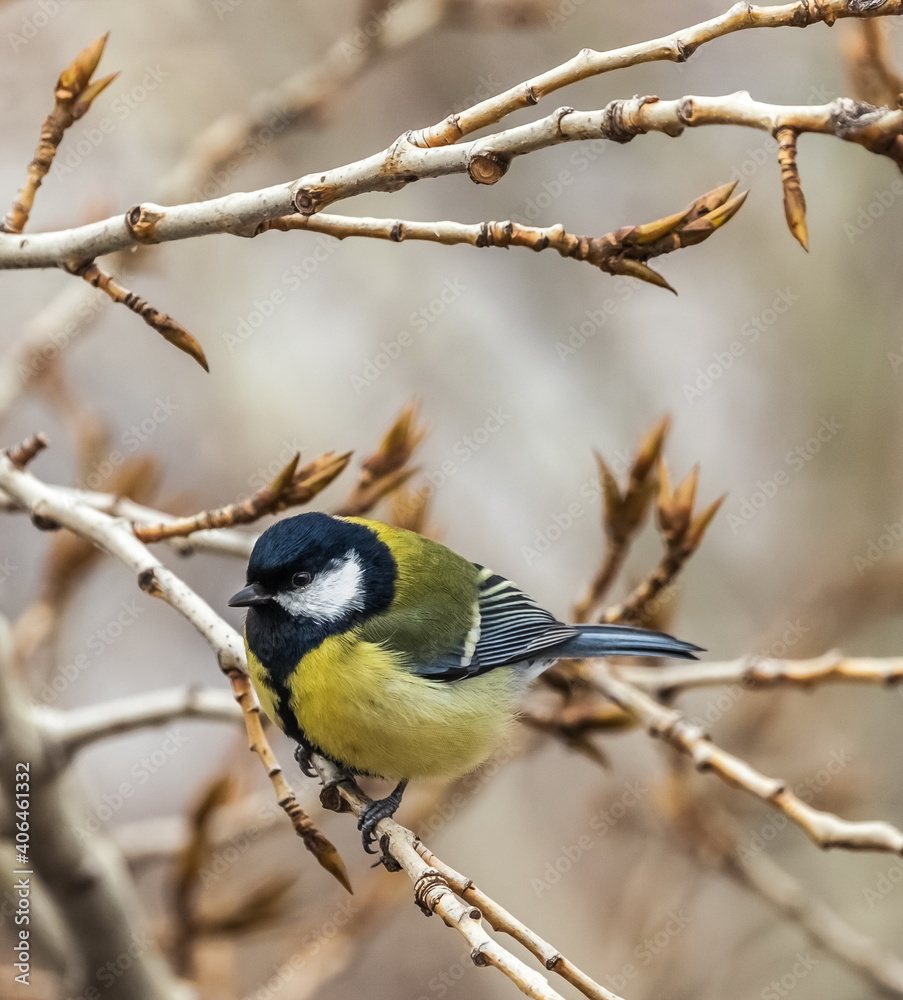 Naklejka premium Bird tit close up on a branch of a poplar tree in spring