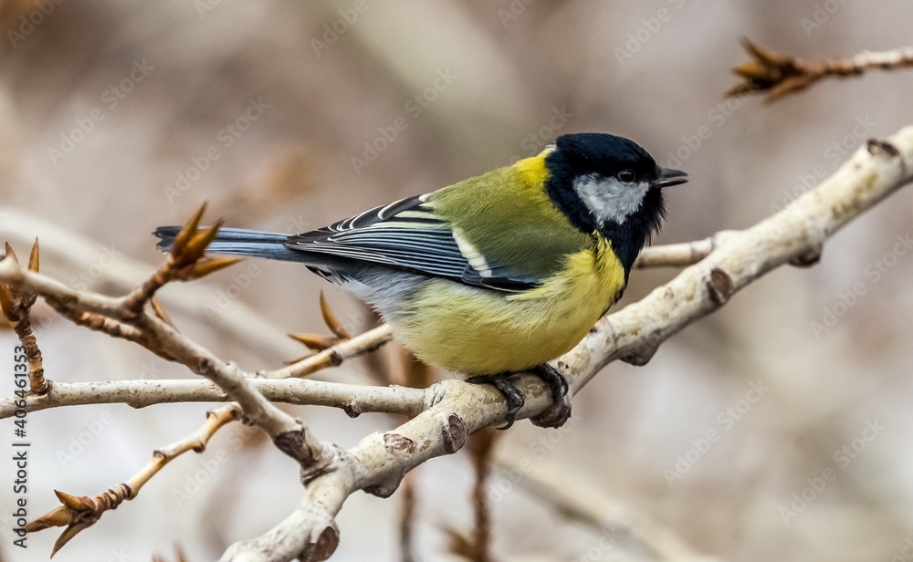 Fototapeta premium Bird tit close up on a branch of a poplar tree in spring
