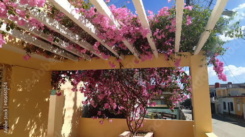 Billede på lærred Pink flowers entwine the house in the courtyard