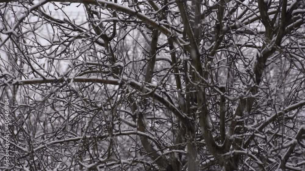 Snowflakes falling in winter, dark background and tree, Ukraine. Wild flying snowflakes in the wind, snow on tree branches