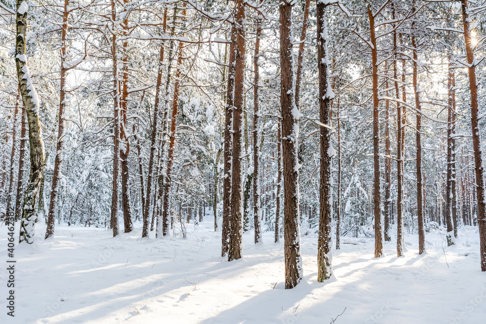 Pine forest in winter in sunny day (Poland)