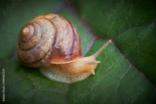 garden snail, helix pomatia,  grapevine snail  close up on a leaf of buzulnik toothed in the garden