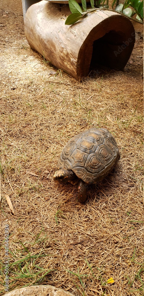 Obraz premium turtle on the grass