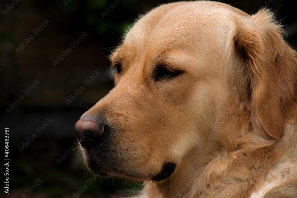 golden retriever gun dog