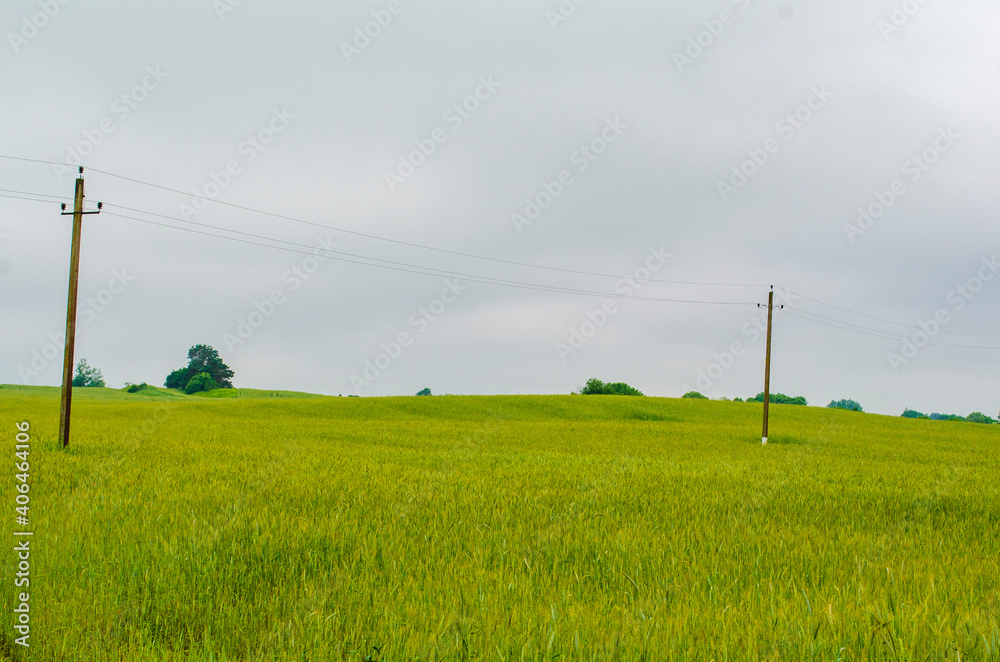 wheat field landscape near forest .