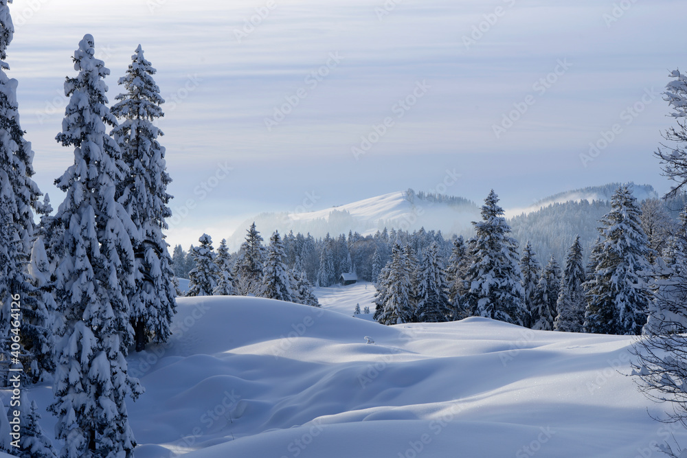 forêt dans l'Alpstein - Suisse en hiver forêt dans l'Alpstein - Suisse en hiver