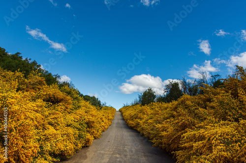 Bloomed colorful yellow bushes during spring time in Los Alerces National Park, Patagonia, Argentina	
