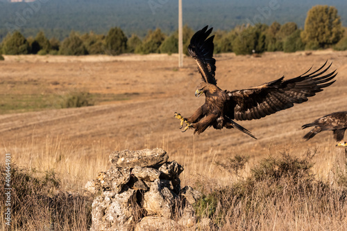 golden eagle flying aquila chrysaetos photo