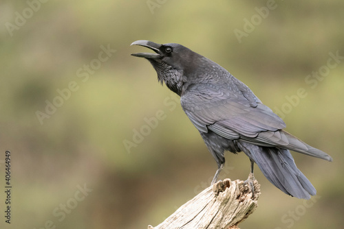 raven perched black bird corvus corax