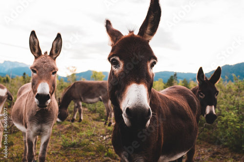 Donkeys in the meadow