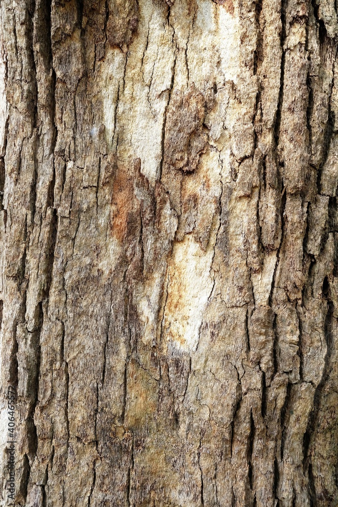 Obraz premium Tree Bark Texture for Background.