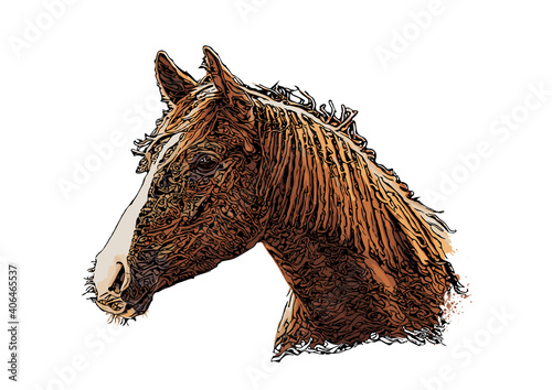 Horse head vector illustration