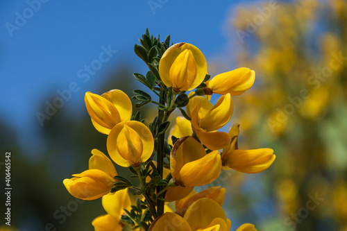 Close up view of yellow Retamas in spring season, Patagonia, Argentina photo