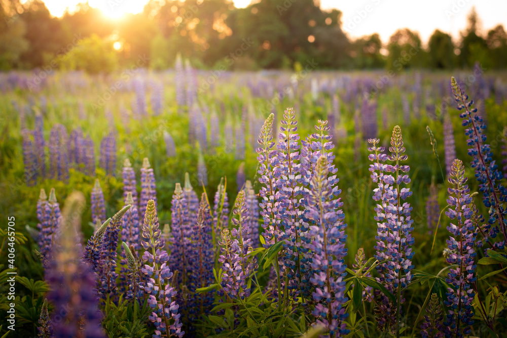 Obraz premium Gorgeous evening landscape of a big field of lupine with a setting sun in the background. Colorful summer floral landscape