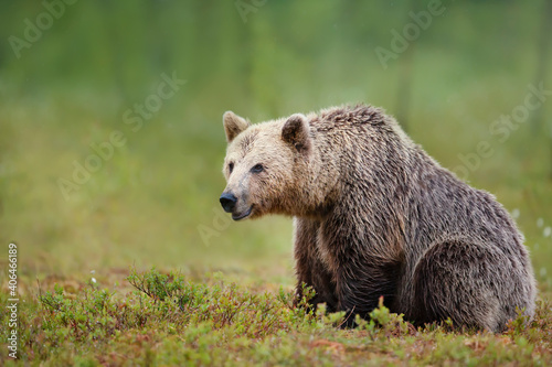 Close up of an large Eurasian Brown Bear